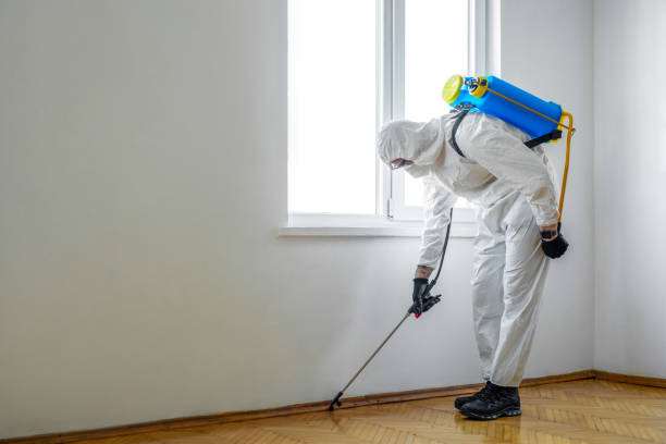 Best Flea Control Services  in Franklin Square, NY