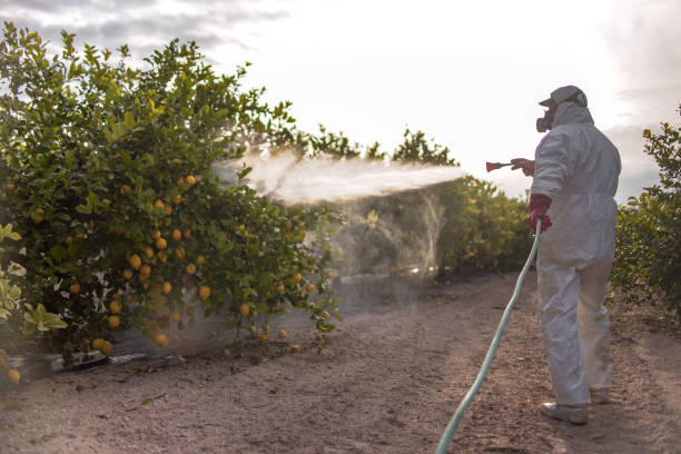 Best Bed Bug Extermination  in Franklin Square, NY
