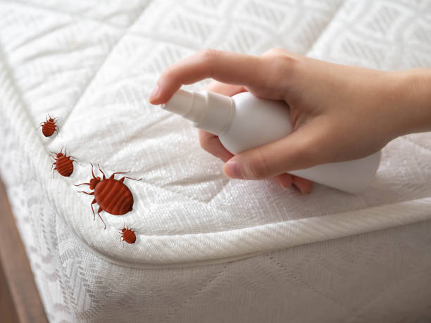Best Emergency Pest Control  in Franklin Square, NY