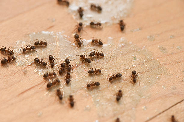 Best Wasp Removal Services  in Franklin Square, NY