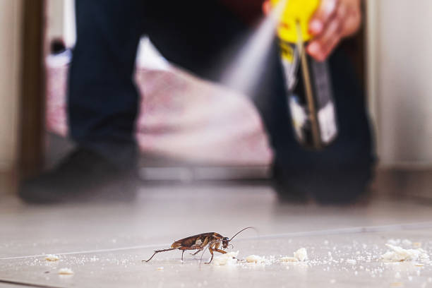 Best Local Pest Control Services  in Franklin Square, NY