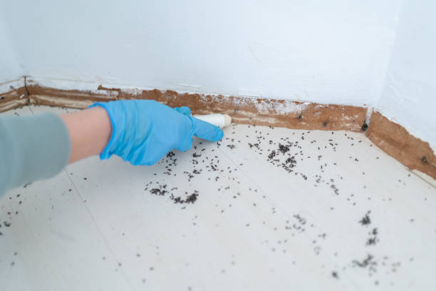 Best Insect Control  in Franklin Square, NY